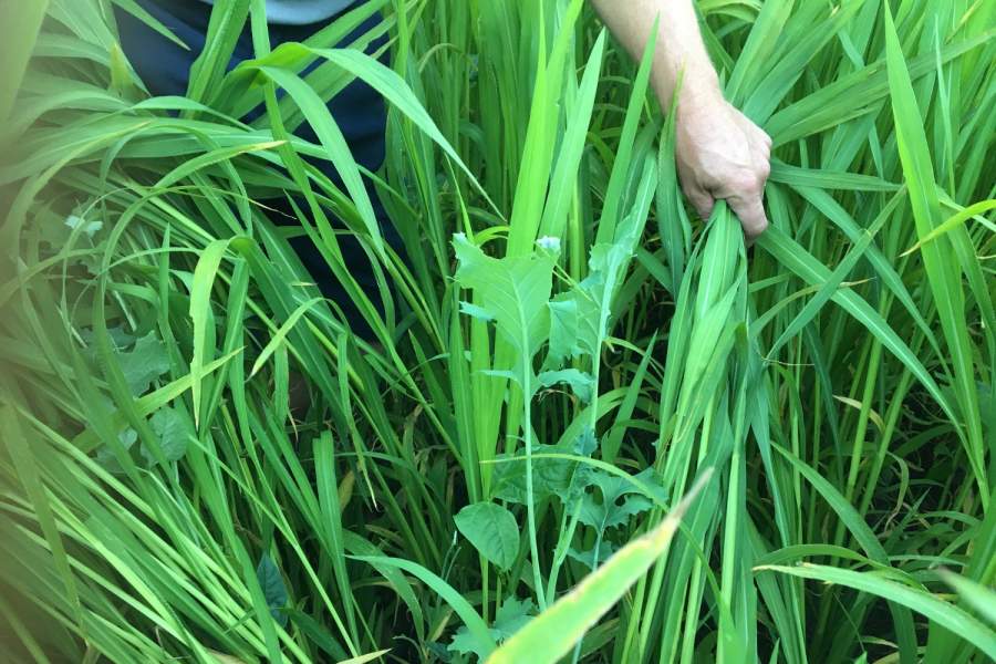 Green Manure Crop combined with Pasture Cropping